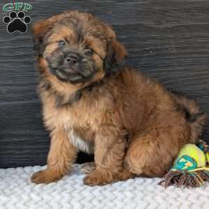 Sara, Shih-Poo Puppy