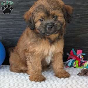 Sara, Shih-Poo Puppy