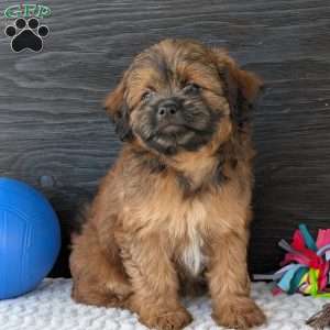 Sara, Shih-Poo Puppy