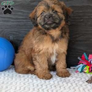 Sara, Shih-Poo Puppy