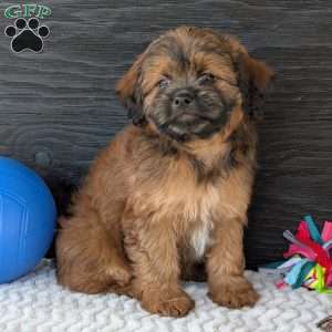 Sara, Shih-Poo Puppy