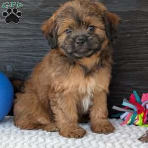 Sara, Shih-Poo Puppy