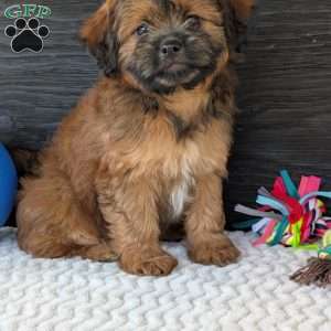 Sara, Shih-Poo Puppy