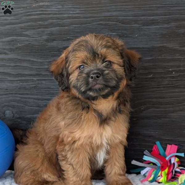 Sara, Shih-Poo Puppy