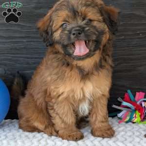Sara, Shih-Poo Puppy