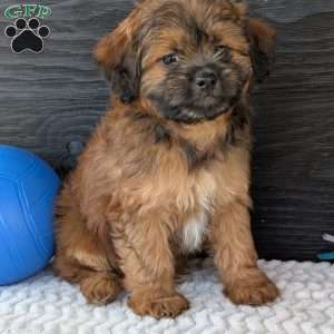 Sara, Shih-Poo Puppy