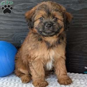 Sara, Shih-Poo Puppy