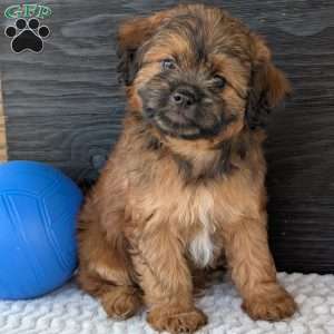 Sara, Shih-Poo Puppy
