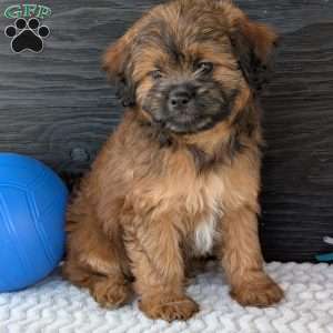 Sara, Shih-Poo Puppy