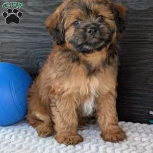 Sara, Shih-Poo Puppy