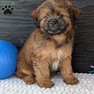 Sara, Shih-Poo Puppy