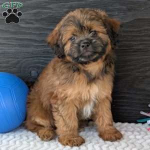 Sara, Shih-Poo Puppy