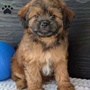 Sara, Shih-Poo Puppy