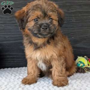 Sara, Shih-Poo Puppy