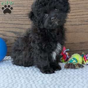 Koda, Shih-Poo Puppy