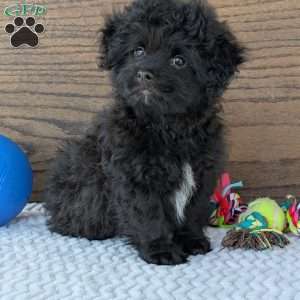 Koda, Shih-Poo Puppy