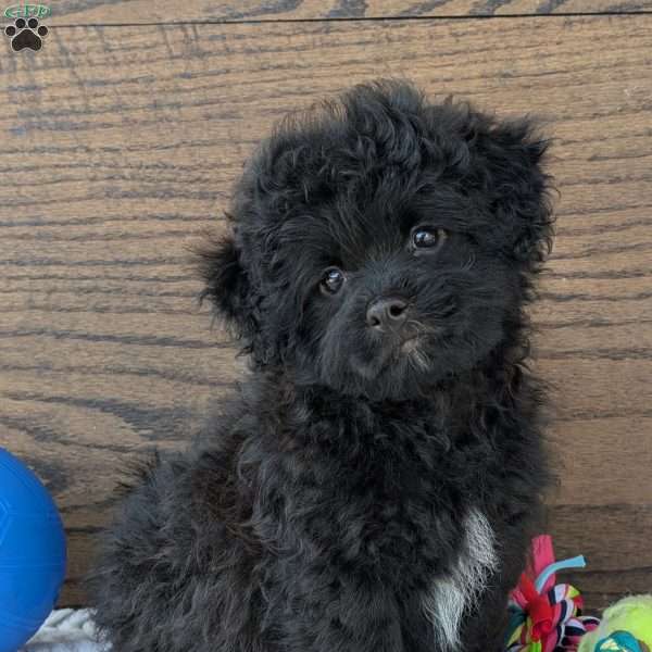 Koda, Shih-Poo Puppy