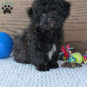 Koda, Shih-Poo Puppy