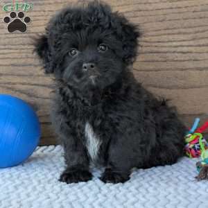 Koda, Shih-Poo Puppy