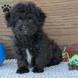 Koda, Shih-Poo Puppy