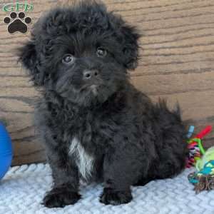 Koda, Shih-Poo Puppy