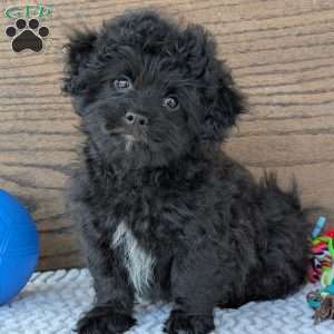 Koda, Shih-Poo Puppy