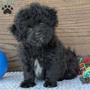 Koda, Shih-Poo Puppy