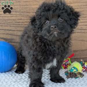 Koda, Shih-Poo Puppy