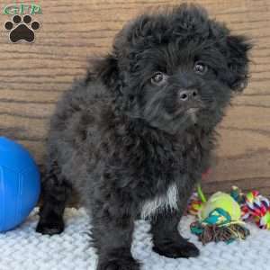 Koda, Shih-Poo Puppy