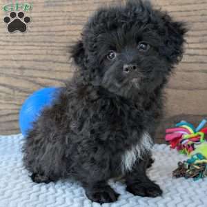 Koda, Shih-Poo Puppy
