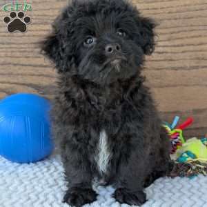 Koda, Shih-Poo Puppy