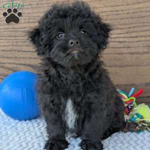 Koda, Shih-Poo Puppy
