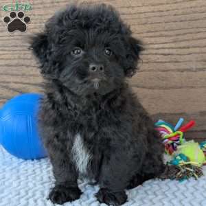 Koda, Shih-Poo Puppy