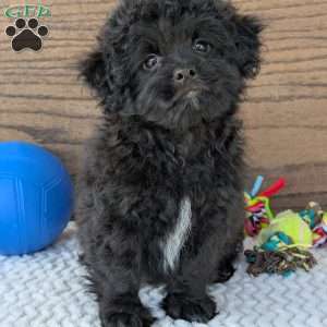 Koda, Shih-Poo Puppy