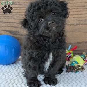 Koda, Shih-Poo Puppy
