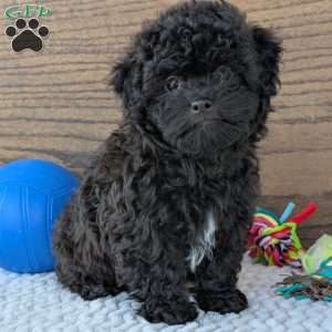 Leo, Shih-Poo Puppy