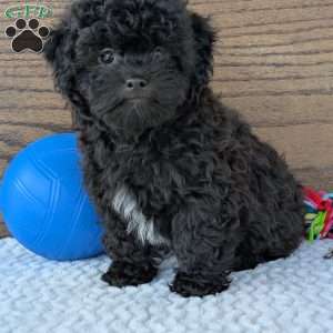 Leo, Shih-Poo Puppy