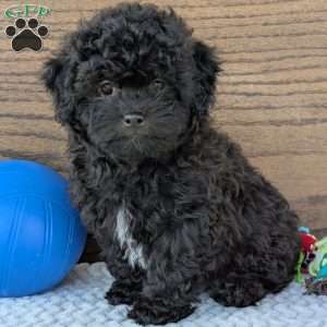 Leo, Shih-Poo Puppy