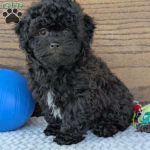 Leo, Shih-Poo Puppy