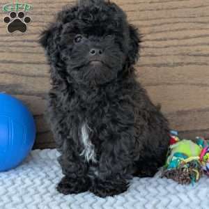 Leo, Shih-Poo Puppy