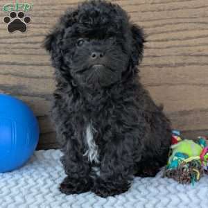 Leo, Shih-Poo Puppy