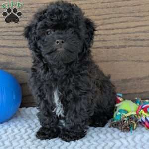 Leo, Shih-Poo Puppy