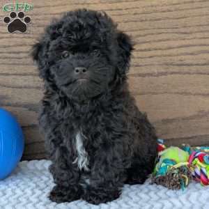 Leo, Shih-Poo Puppy