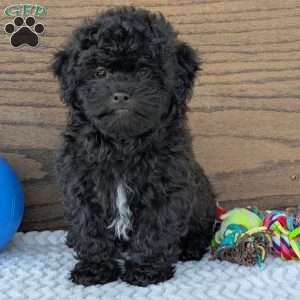 Leo, Shih-Poo Puppy