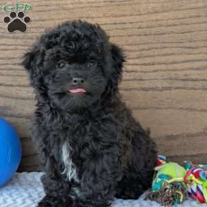 Leo, Shih-Poo Puppy