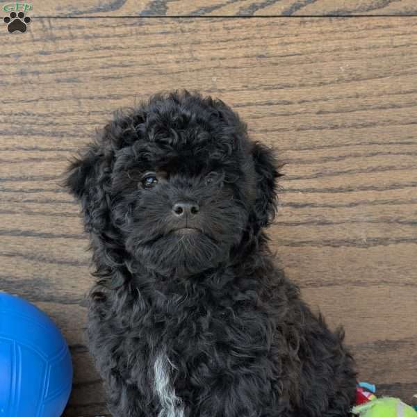 Leo, Shih-Poo Puppy