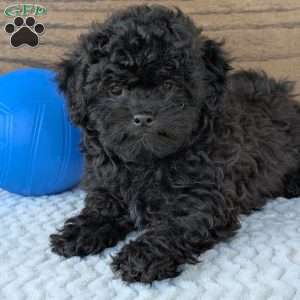 Leo, Shih-Poo Puppy