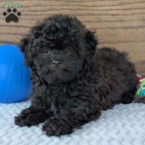 Leo, Shih-Poo Puppy