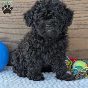 Theo, Shih-Poo Puppy