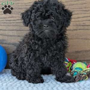 Theo, Shih-Poo Puppy